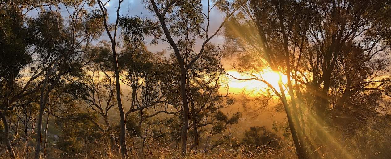 Trees at sunset